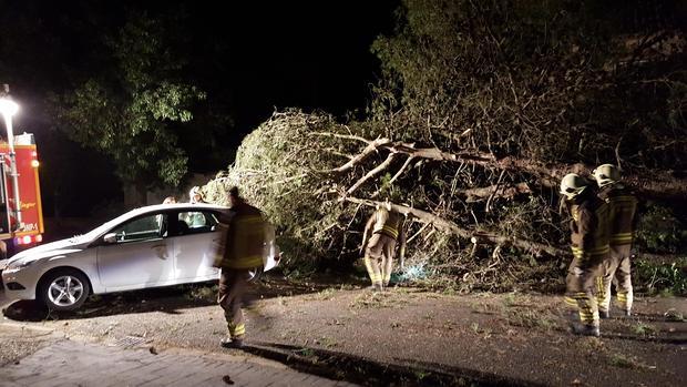 El árbol de 25 metros que el viento ha tumbado este domingo en Simón Verde