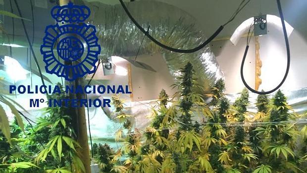 Detenidas tres personas e intervenidas más de 400 plantas de marihuana en La Rinconada