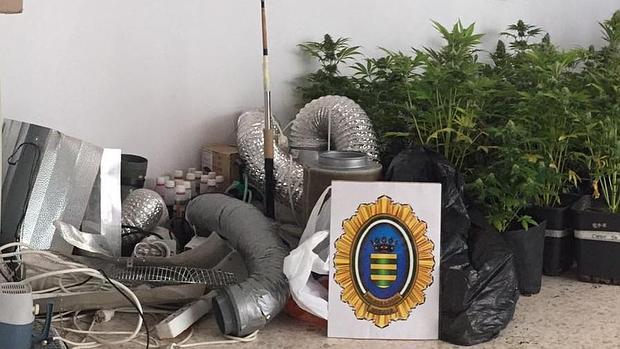 Intervenidas 50 plantas de marihuana tras producirse un incendio en una vivienda en Bornos