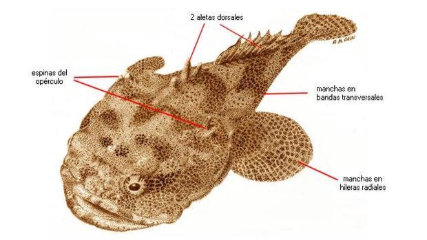 El CSIC participa en la publicación del primer atlas sobre el pez sapo de la Bahía