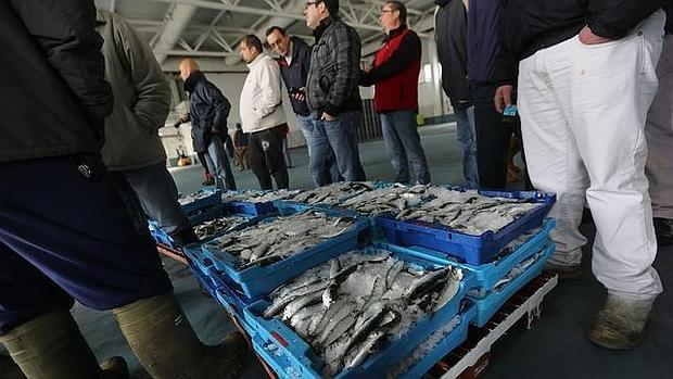 Arranca la pesca de la sardina con el límite de 350 cajas al día