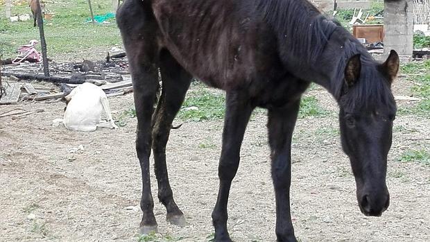 El équido presentaba extrema delgadez, multitud de garrapatas, diarrea, fallo renal y graves síntomas de abandono