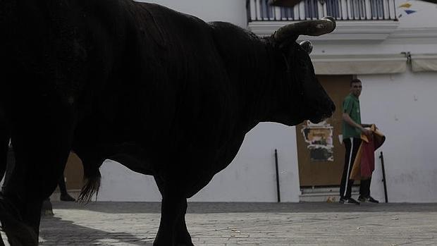 Muere un toro en Benamahoma