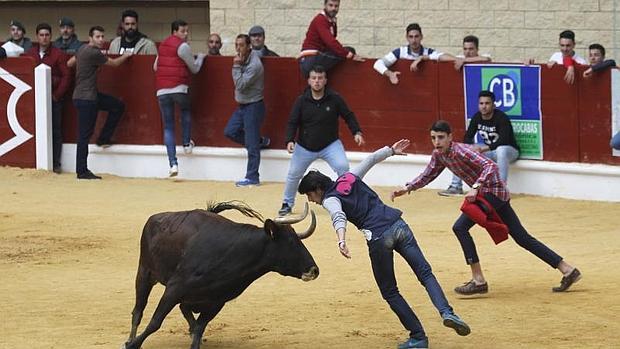 Herido un hombre por el toro &#039;embolao&#039; de Los Barrios