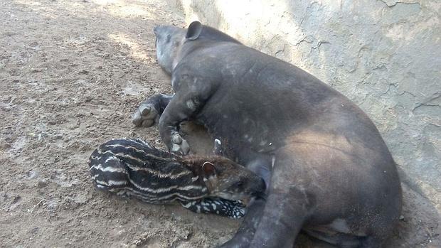 Nace una cría de tapir terrestre en el Zoo de Jerez