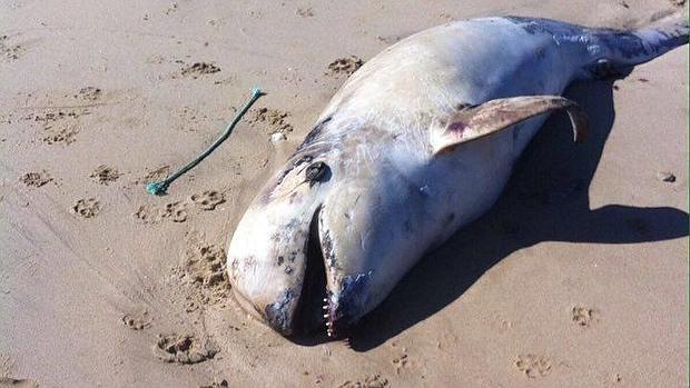 Aparece un delfín muerto en una playa de Chipiona