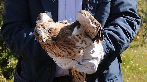 La Junta libera dos ejemplares de águila calzada llegados desde Bélgica