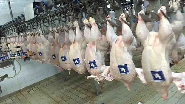 Los pollos del matadero moronense que ha logrado dos sellos internacionales de calidad