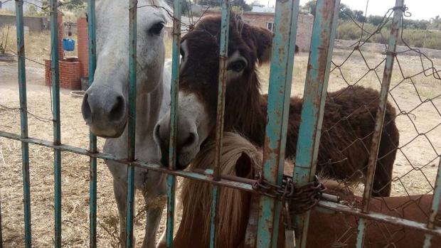 Recogen firmas para salvar unos animales abandonados en un finca de Chiclana