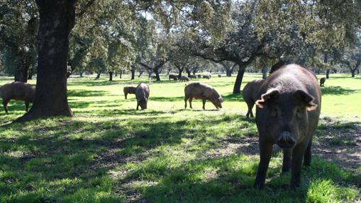 Pueblos de la provincia de Sevilla que debes visitar este fin de semana otoñal