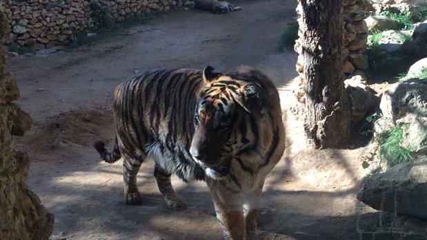 El Proyecto Gran Simio también denuncia al zoo de Castellar