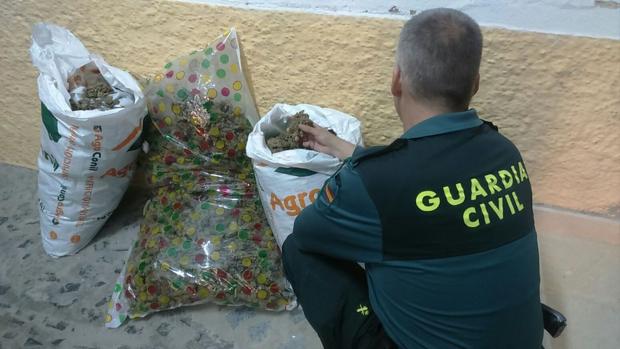 La droga, envasada al vacío y la recogida en sacos de labranza