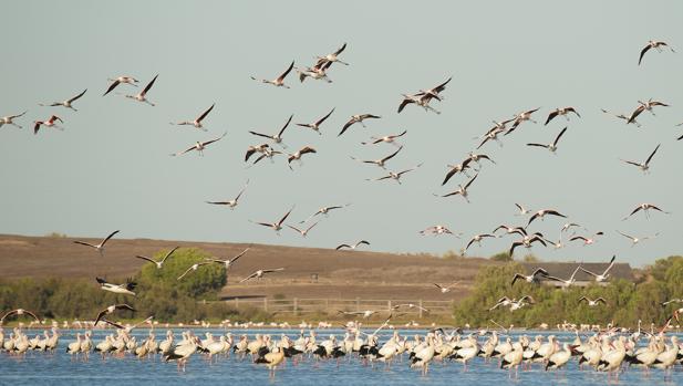 Una imagen de la Dehesa de Abajo, una reserva natural con más de 250 especies animales