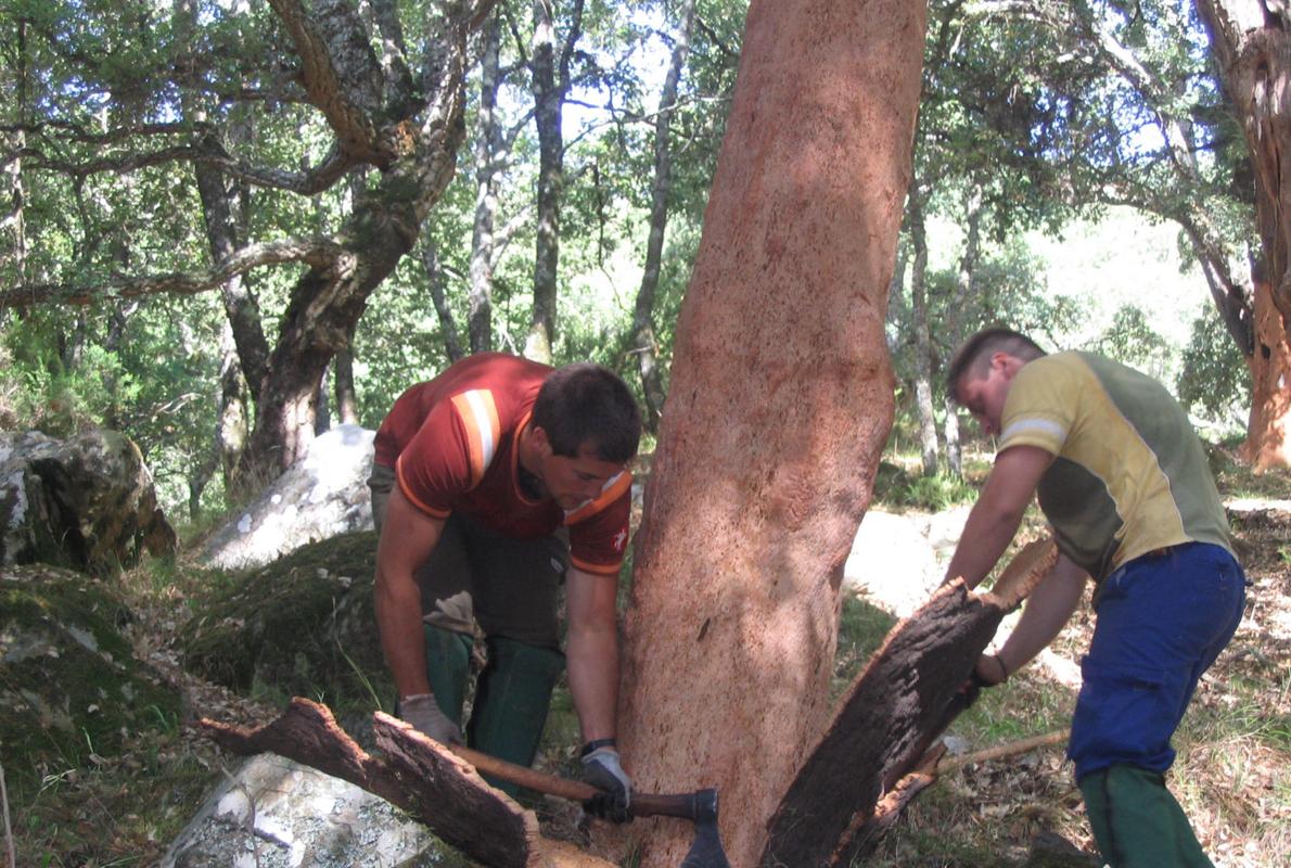 El descorche de los alcornocales toma asiento como atractivo turístico de Alcalá