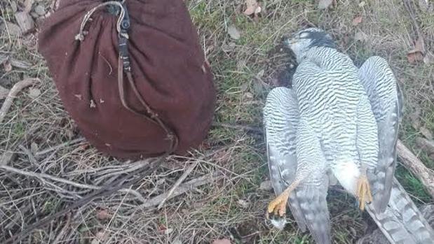 Detenido por cazar un azor, especie protegida, en Almadén de la Plata