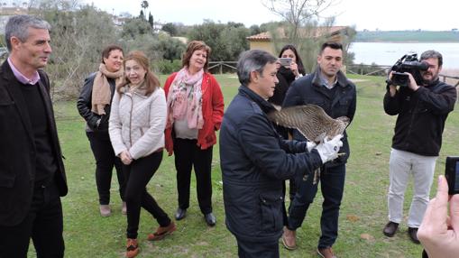 El halcón peregrino despliega sus alas en Arcos