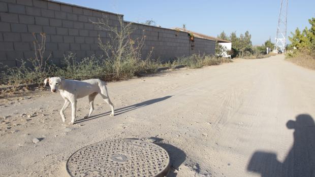 Una de las fincas que conforman el sector F de Almensilla con los accesos por hacer