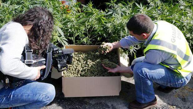 Imagen de archivo de una operación de la Guardia Civil contra el cultivo ilegal de cannabis