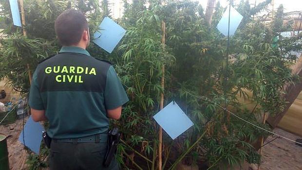 Imagen de archivo de plantas de marihuana intervenidas por la Guardia Civil