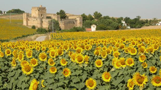 Girasoles en el municipio sevillano de El Coronil