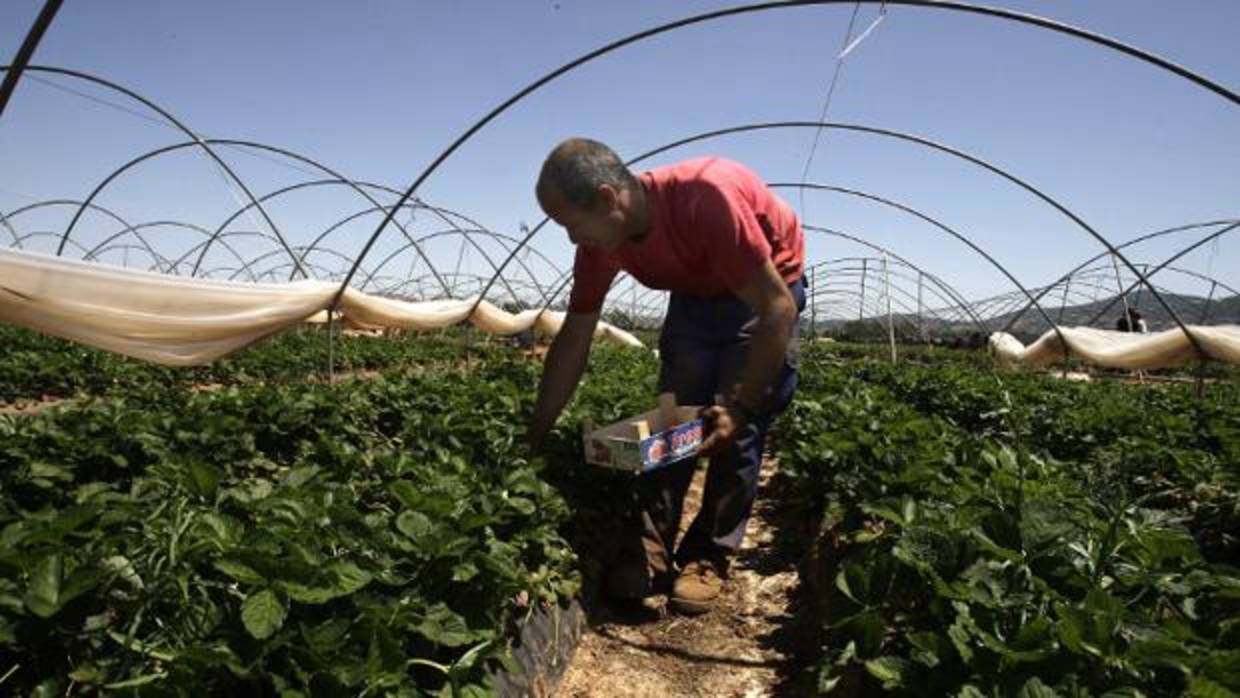 Un trabajador de la fresa, en la Sierra de Cádiz.