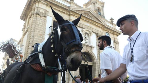 Castaña y Chata pudieron al fin pasear por Cádiz