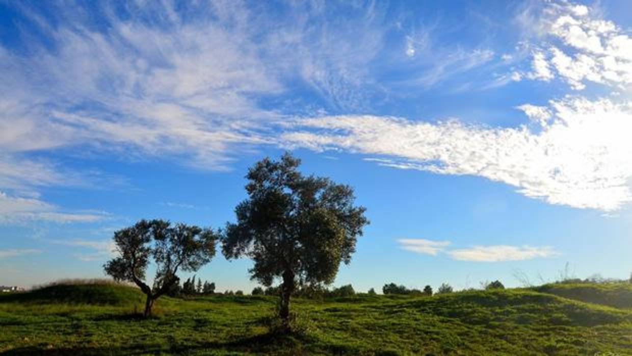 El parque Olivar del Zaudín cuenta con zonas de olivar, senderos y matorral