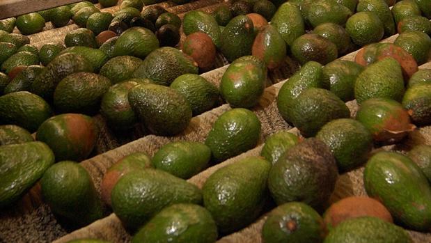 Un detenido por el robo de 2.500 kilos de aguacates en una finca de San Pablo de Buceite en Jimena