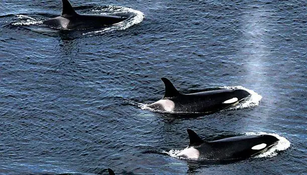 Las manadas de orcas se pueden agrupar, según sus hábitos alimenticios