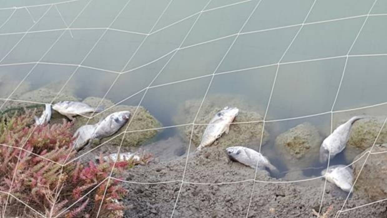 Las doradas muertas se amontonan en las orillas del estero