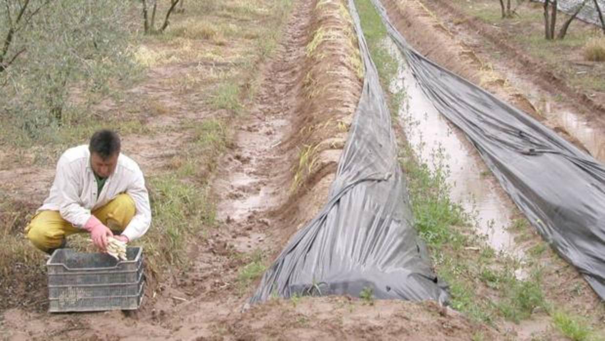 Un agricultor atiende su cultivo en San José del Valle