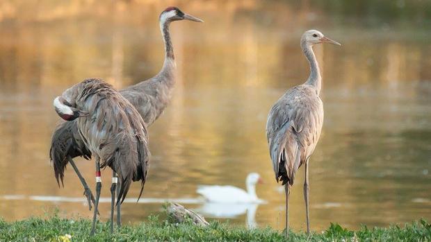 Llega a la Cañada de los Pájaros la primera grulla nacida en libertad de España en el último siglo