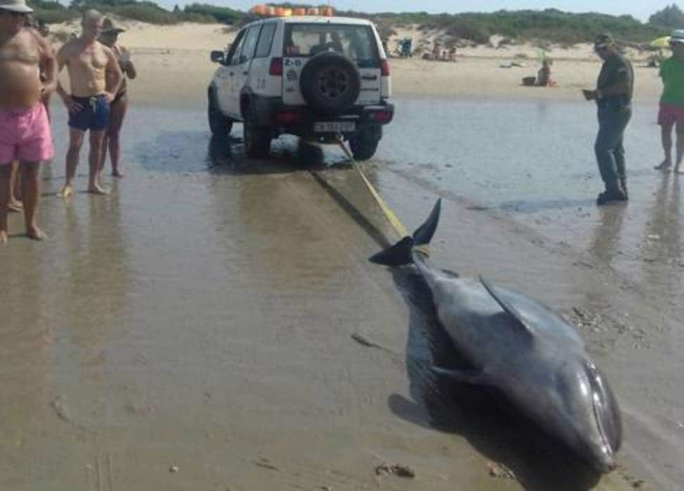 Aparece un delfín muerto en la playa de Vistahermosa de El Puerto