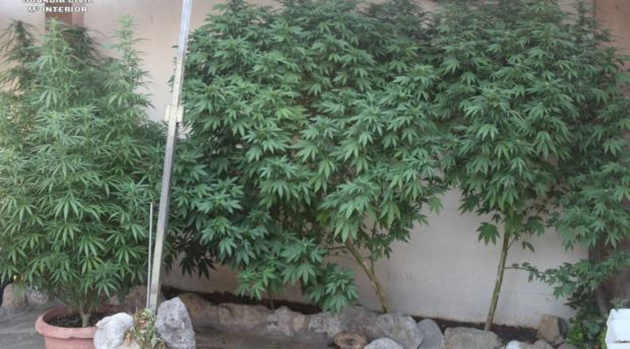 Plantas de marihuana en Los Barrios