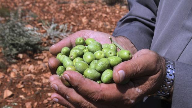 Setenil celebra este fin de semana la fiesta del Aceite de Oliva