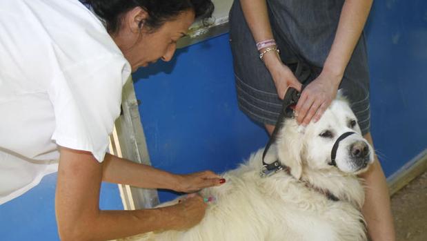 Los veterinarios alertan del peligro de la rabia en la provincia de Cádiz