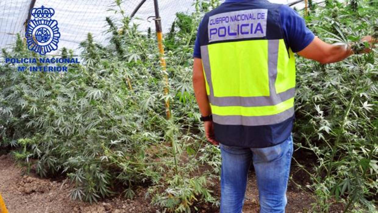 Plantación de marihuana encontrada en Morón de la Frontera