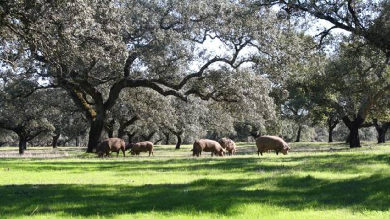 Una estampa típica de la Sierra Morena de Sevilla con los cerdos ibéricos en una dehesa de encinas