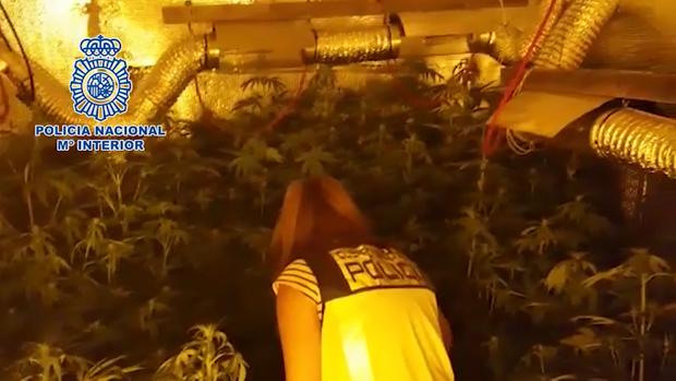 Encuentran una plantación de marihuana oculta en una vivienda en Algeciras