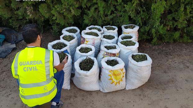 Desmantelandos dos puntos de cultivo y elaboración de Marihuana en Sanlúcar la Mayor