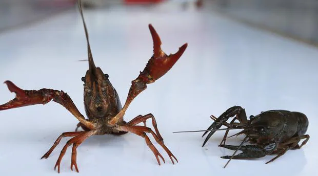 El Congreso avala el aprovechamiento económico de la pesca del cangrejo rojo