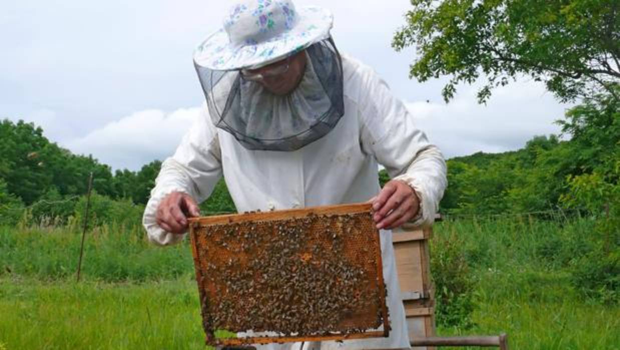 Un apicultor examina el cuadro de una colmena.