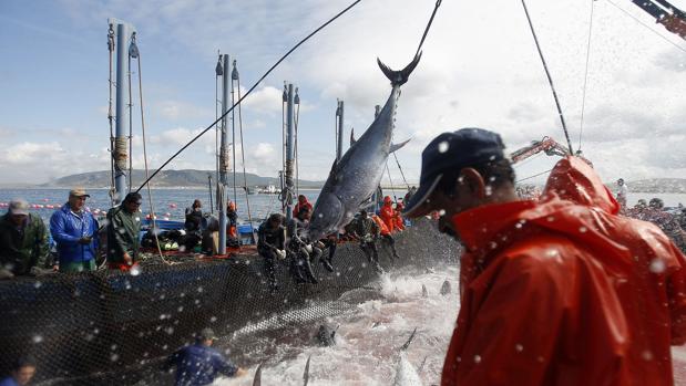 La Junta reclama más cuota de pesca y rechaza las restricciones