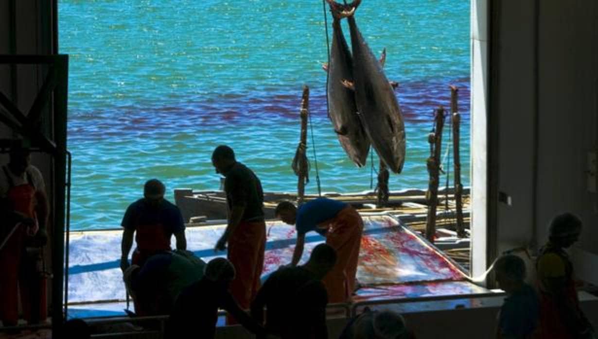 La cuota de pesca del atún rojo apenas subirá en 200 toneladas