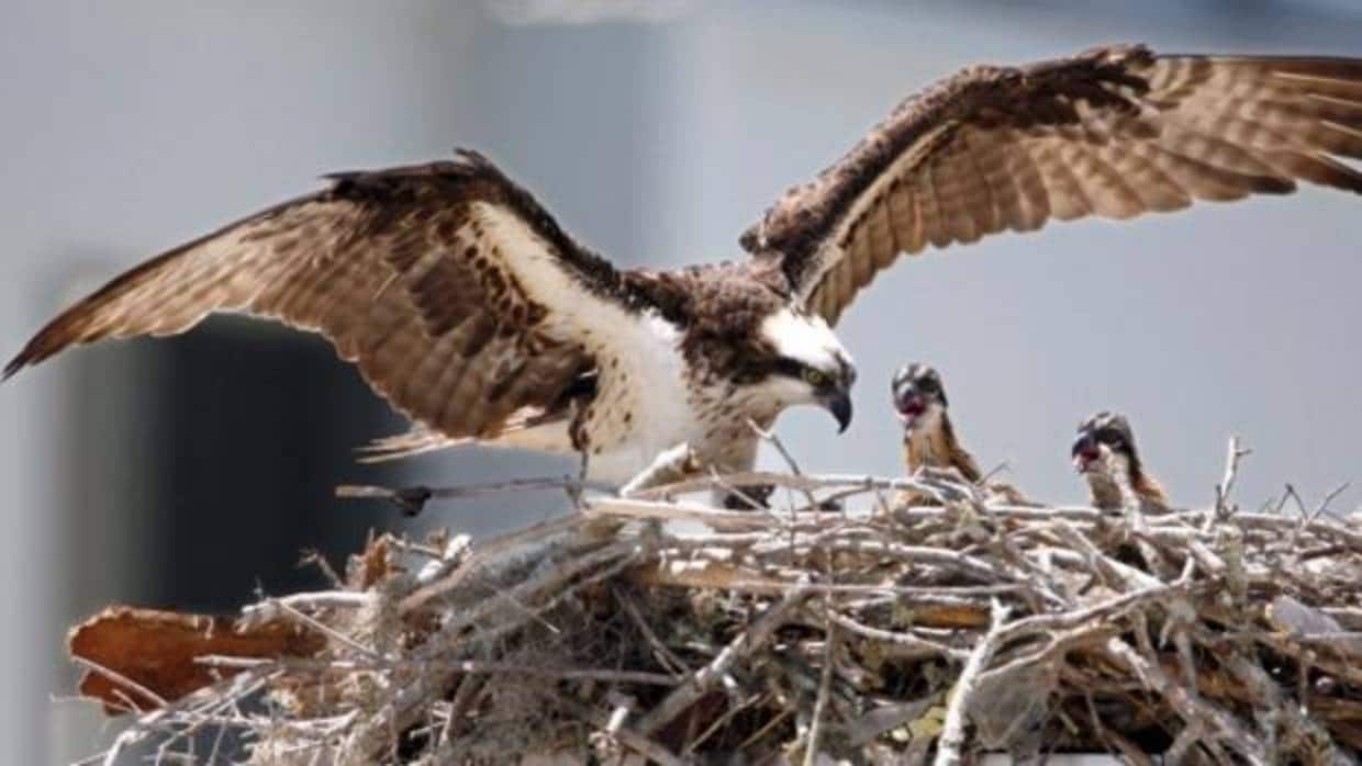 La Junta fomenta la reintroducción del águila pescadora en Los Toruños