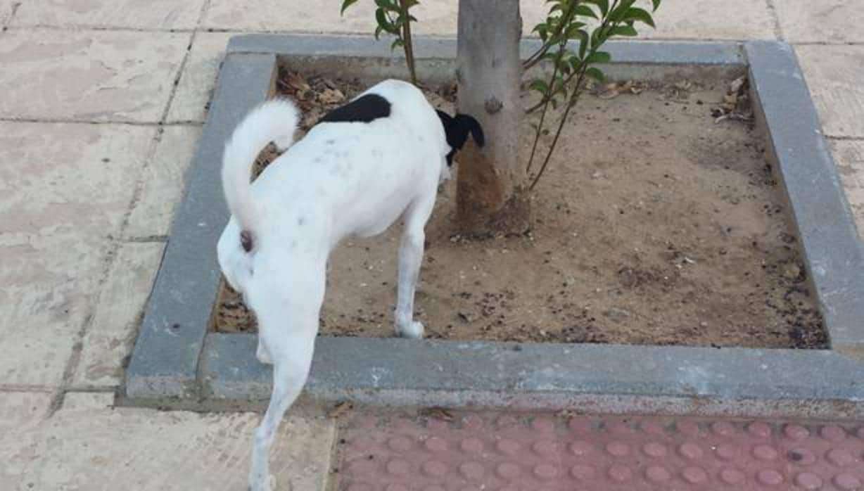 Atención: No limpiar el pis de su perro en Cádiz le puede dinero