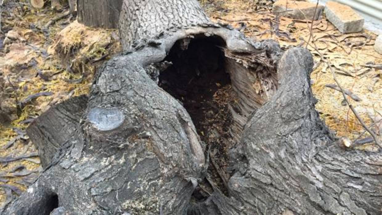 Uno de los árboles talados y que han generado polémica entre los ecologistas
