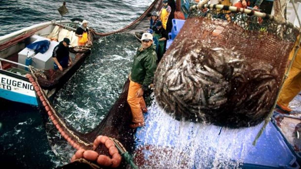 Pesca de la sardina en aguas del Golfo de Cádiz.