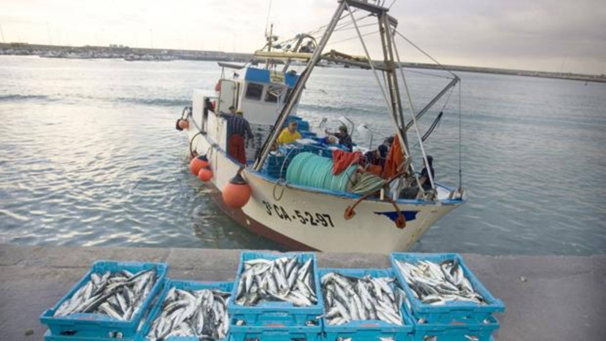 Un barco descarga los boquerones capturados en el puerto de Barbate