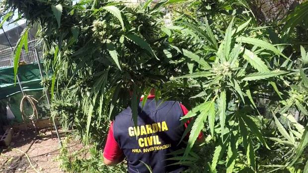 Usa una vivienda alquilada en Alcalá del Río para cultivar marihuana